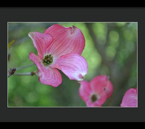 dogwood i earthwise designs 4971c720 6083 4c35 9c49 3c5850f908d0