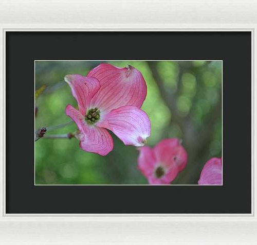 dogwood i earthwise designs 60df1eb6 057f 4a69 8f08 1ac67d0f7176