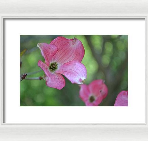 dogwood i earthwise designs 879ba7f8 2c9a 49e1 9430 cd4a12ff4d45