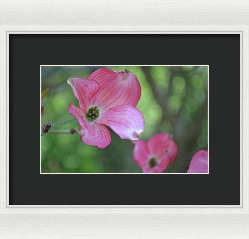 dogwood i earthwise designs 91b4591c 4f77 4e72 b2ae e95116f047f6