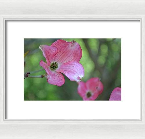 dogwood i earthwise designs a6f2a708 7bc5 40b9 addc b4381d883fc8