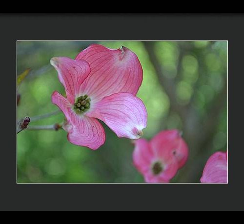 dogwood i earthwise designs aace92c5 3cd0 4eac a0d9 171ab747df3a