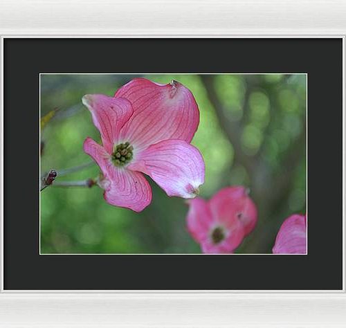 dogwood i earthwise designs d42a14c8 a152 4e5c 8359 807edca3c0cb