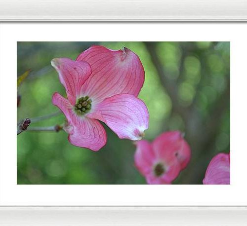 dogwood i earthwise designs e9489f8b d323 41fd 8232 997c57e659a5