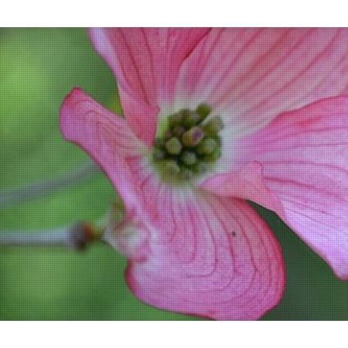 dogwood i earthwise designs ee07e214 acc1 48a3 9c3b 5cb24d8e6145