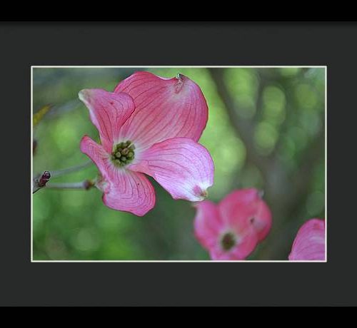 dogwood i earthwise designs f3ef70b1 ae8c 4104 9bd3 c80c1709ee40