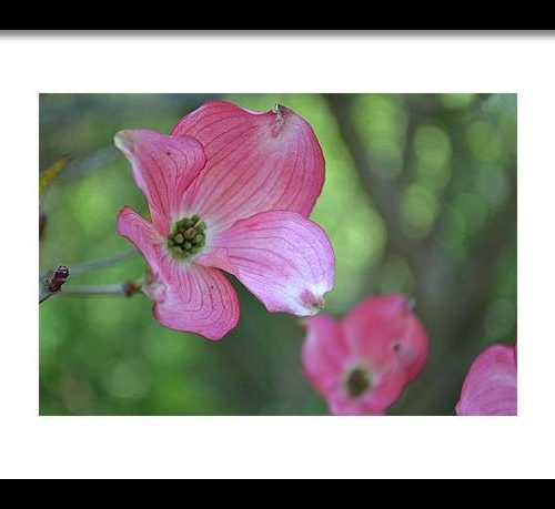 dogwood i earthwise designs f60ab9fd 8488 411d b569 6ed7595dcc21