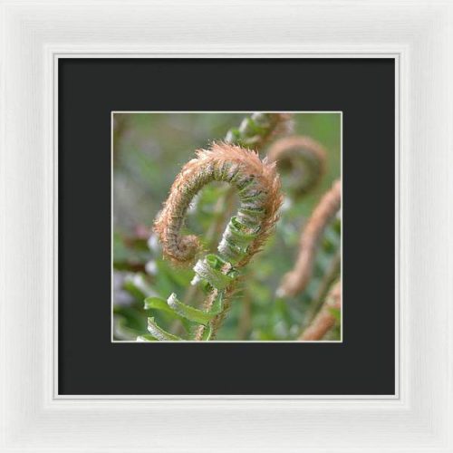 fern i earthwise designs 1b546cc3 2cb5 4a0c a87a 6709fffca48e