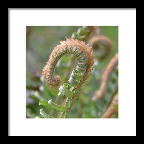 fern i earthwise designs 3b74f47c 6fa2 4ed9 839c 79ec32f61eec