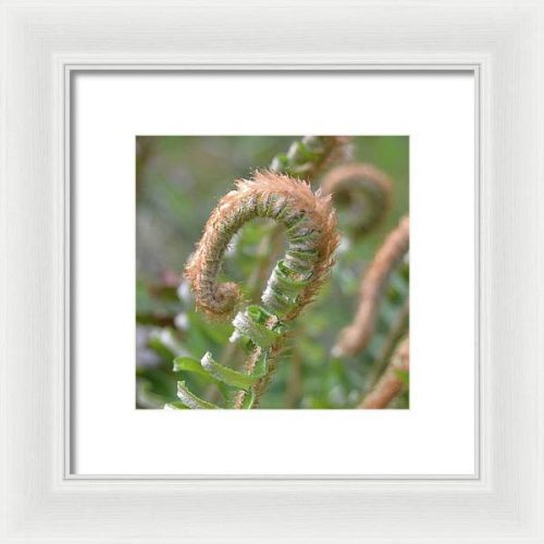 fern i earthwise designs 93ec4eb8 a553 4c2a a197 237d68458c69