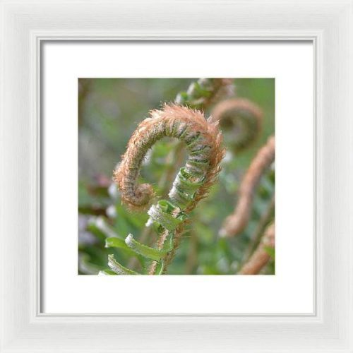 fern i earthwise designs d8ff19ee d2a3 45d0 aa96 72e8b254b277