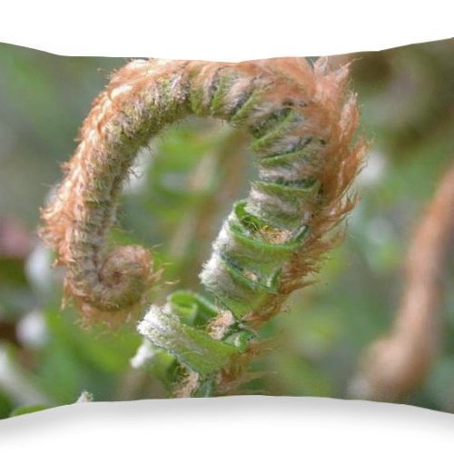 fern i earthwise designs e775eb2d b27c 4134 b5ed 104781ca1df4