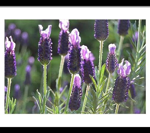 lavender ii earthwise designs 005246d1 532a 44df 961e 43c247430e46