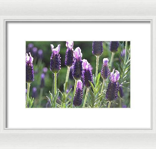 lavender ii earthwise designs 25d6518e 44c1 4a45 b311 33cad6c1e164