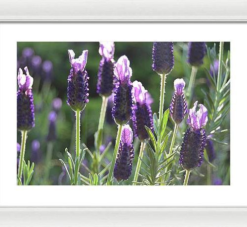 lavender ii earthwise designs 70646f6e 25c7 4b0b 9bcb 64438dbbc544