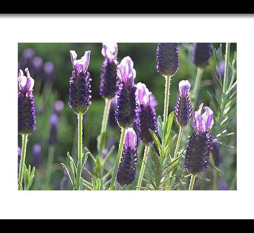 lavender ii earthwise designs 9f0f3894 c3f6 4fa2 be95 a682ae06d246