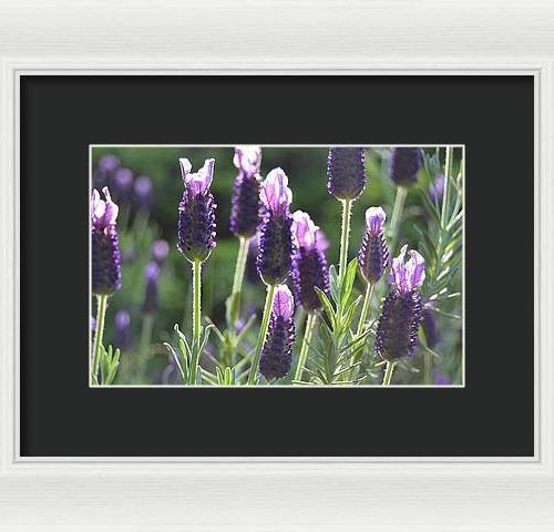 lavender ii earthwise designs a647f2f6 11fe 4510 9b6d e528d86cf903