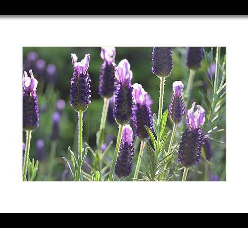 lavender ii earthwise designs e53f4636 cc6f 44f3 a3ca 20c908b2a97e