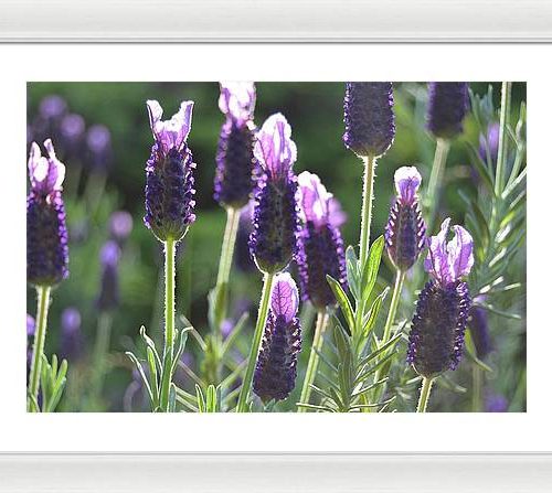 lavender ii earthwise designs ecac2eea 40e8 4a4e 8d72 f9609b4c04df