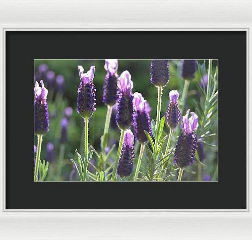 lavender ii earthwise designs f4ba79b9 c656 4a62 991b c8be79459850