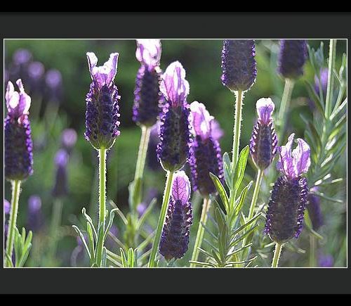 lavender ii earthwise designs ff32c98c 9885 4a59 9f01 9876deec43df