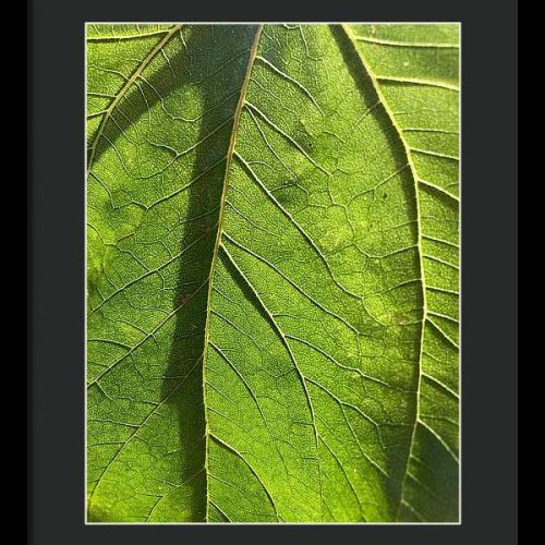 leaf i earthwise designs 568ad2a2 9a6d 4b0a 8ee7 602490ed10ed