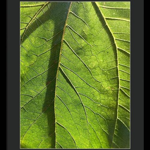 leaf i earthwise designs 598a5247 df6f 477a 9943 947d79bad1ca