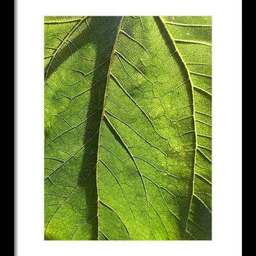 leaf i earthwise designs 5bf50df3 c11b 40ba 97c8 94b007ec2740