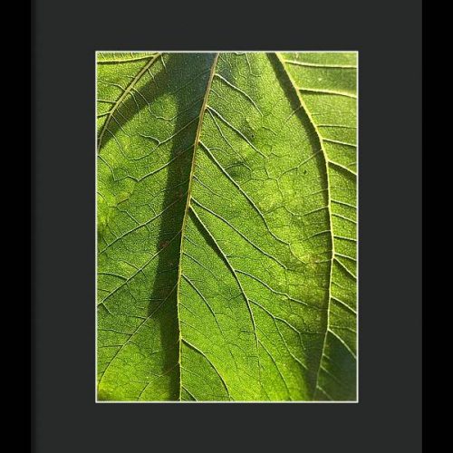 leaf i earthwise designs 6611e83b 8cff 4231 a09a 4877f54c4a2d