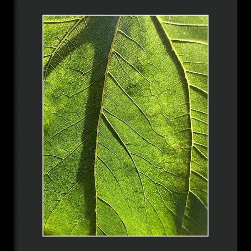 leaf i earthwise designs 6eb3fd36 c24c 47b7 9be2 cebf116a17df