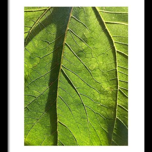 leaf i earthwise designs 762d9dd0 61d7 4d05 99af 7957e6c92036