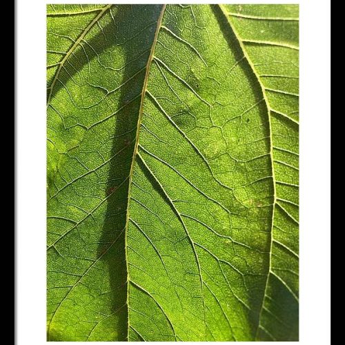 leaf i earthwise designs aa535b2f ee3b 41fe a3e7 07da0c32169f