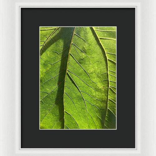 leaf i earthwise designs af2cf065 1a18 4ea3 be52 be9dc7f6b82d