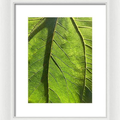 leaf i earthwise designs b1fb1d40 1787 4b34 b4bc 1d2dbf006b5e