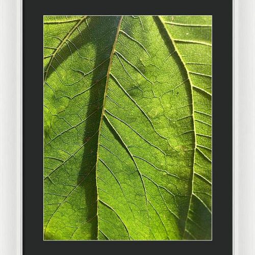 leaf i earthwise designs bced9e99 3509 4c3d 9409 fe47ef227002