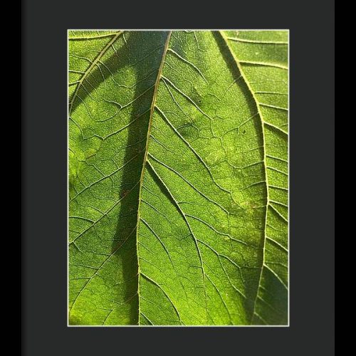 leaf i earthwise designs dd72f23d f321 4ff0 a448 76e46fb0397f