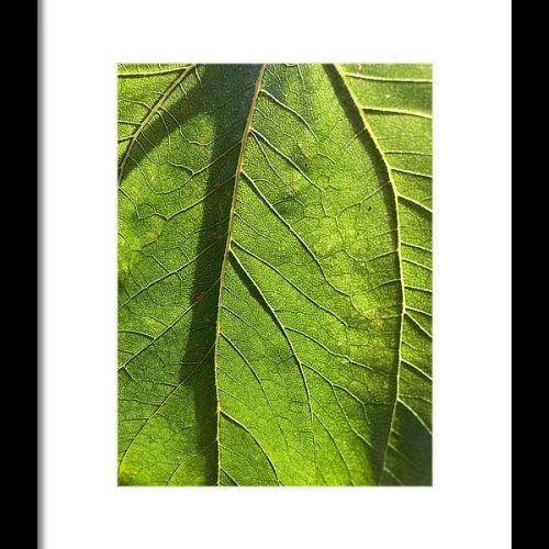 leaf i earthwise designs e7d7e5ae bd9e 4038 b387 9cd46d2541d1