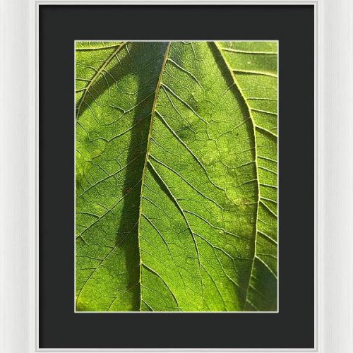 leaf i earthwise designs f41a7e0b 753d 4798 b43a 9ce6067e5d76