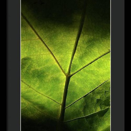 leaf ii earthwise designs 16f3116d 8a11 4312 8a7b 7f84f424ade3