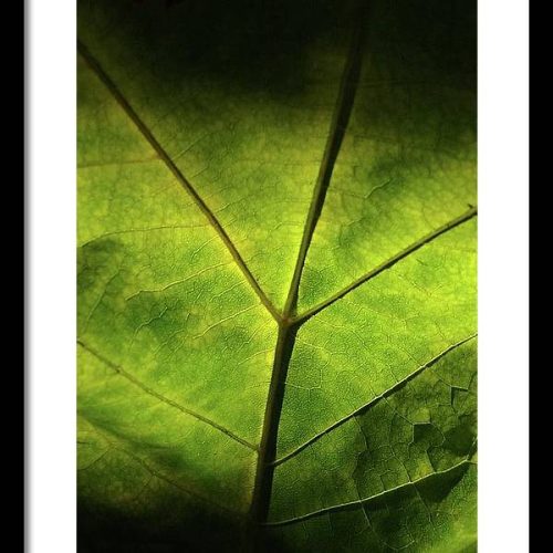 leaf ii earthwise designs 1e36e160 a559 46e7 bcb4 54a3d4f6d507