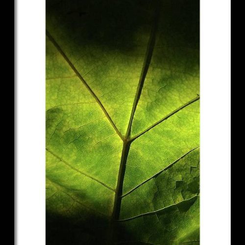 leaf ii earthwise designs 22e8790a 0e25 4279 9246 cd2c21c9f23e