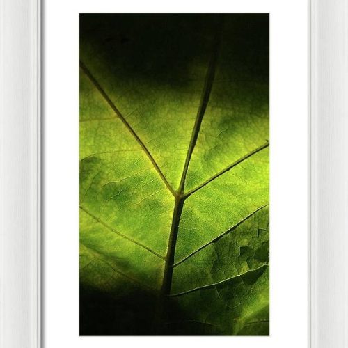 leaf ii earthwise designs 2ae75244 4a52 4aa1 a4dd ca2797eed8a0