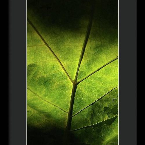 leaf ii earthwise designs 5ce9c141 cea4 4634 aed7 eb4f37b85f96