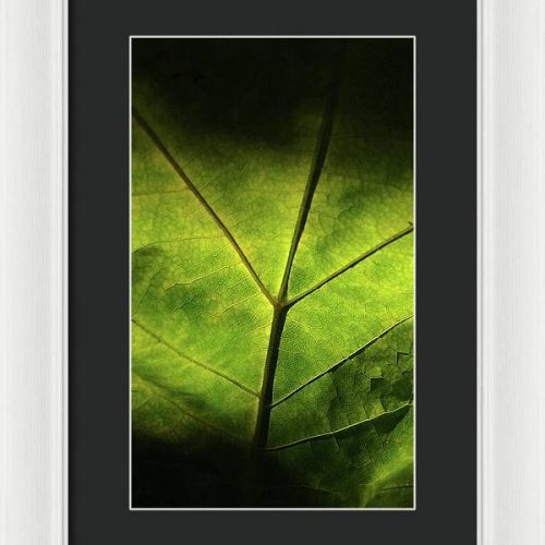 leaf ii earthwise designs 95ad7dfd 83dd 48cc be95 d444a2347e5b