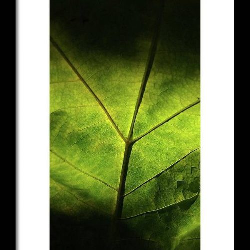 leaf ii earthwise designs 9cf62f73 fee2 40d1 acce 3906747056ef