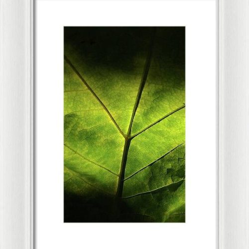 leaf ii earthwise designs 9d19ed5c e725 42d3 a668 f3f9f1a6c6da