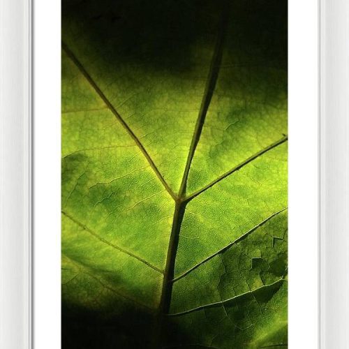 leaf ii earthwise designs 9d552128 63b7 4845 9b74 9dc2d3914849