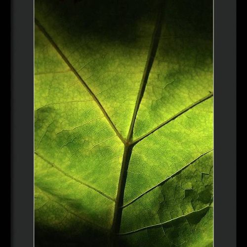 leaf ii earthwise designs addb1f70 4954 4c15 be11 2261cfb64a0e