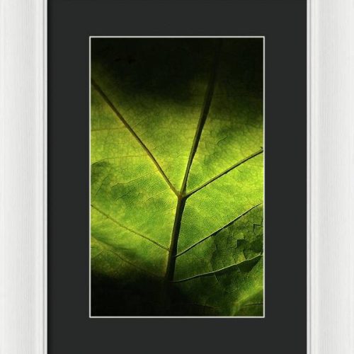 leaf ii earthwise designs b4d915d3 616a 4bbe 9aad 5fe3202103a2