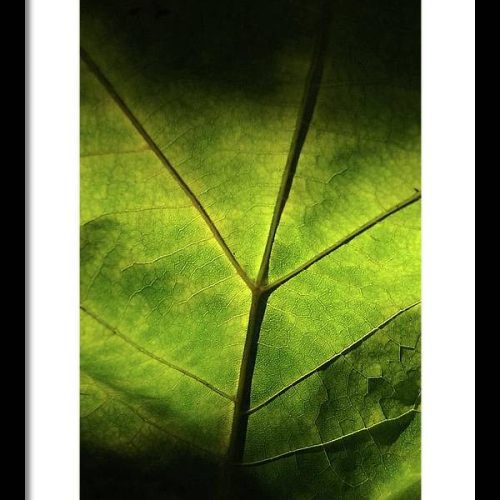 leaf ii earthwise designs b66b8a67 f125 4f4d b641 42091a6df8bf